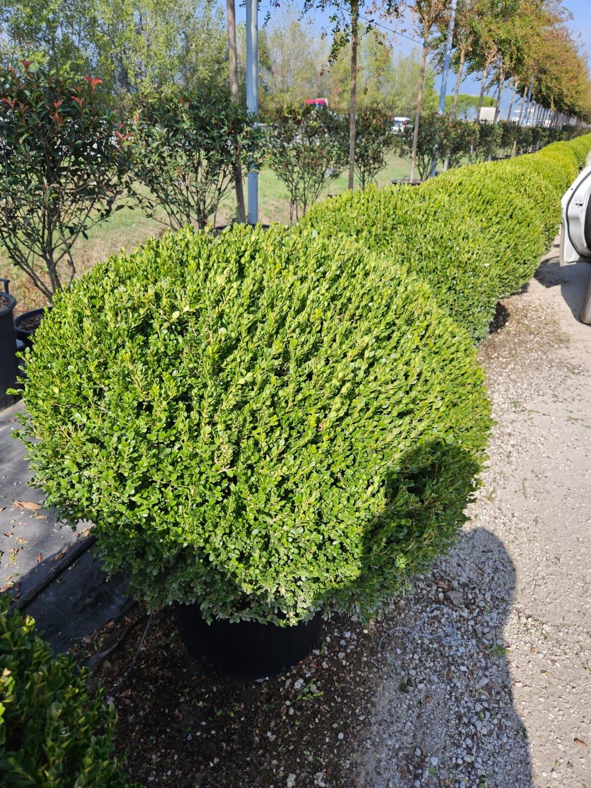 Buxus de mai multe dimensiuni