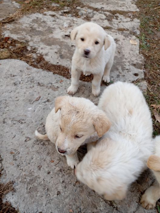 Продаются породистые щенки