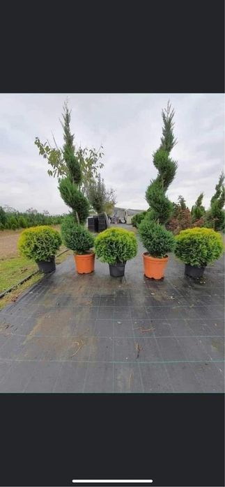 Plante ornamentale de orice specie si dimensiune