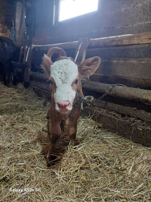 Vitel baltata romaneasca