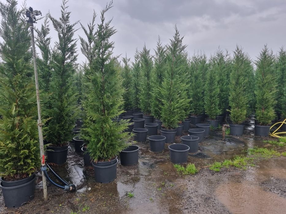 Tuia Leylandy de la 1 la 3 m