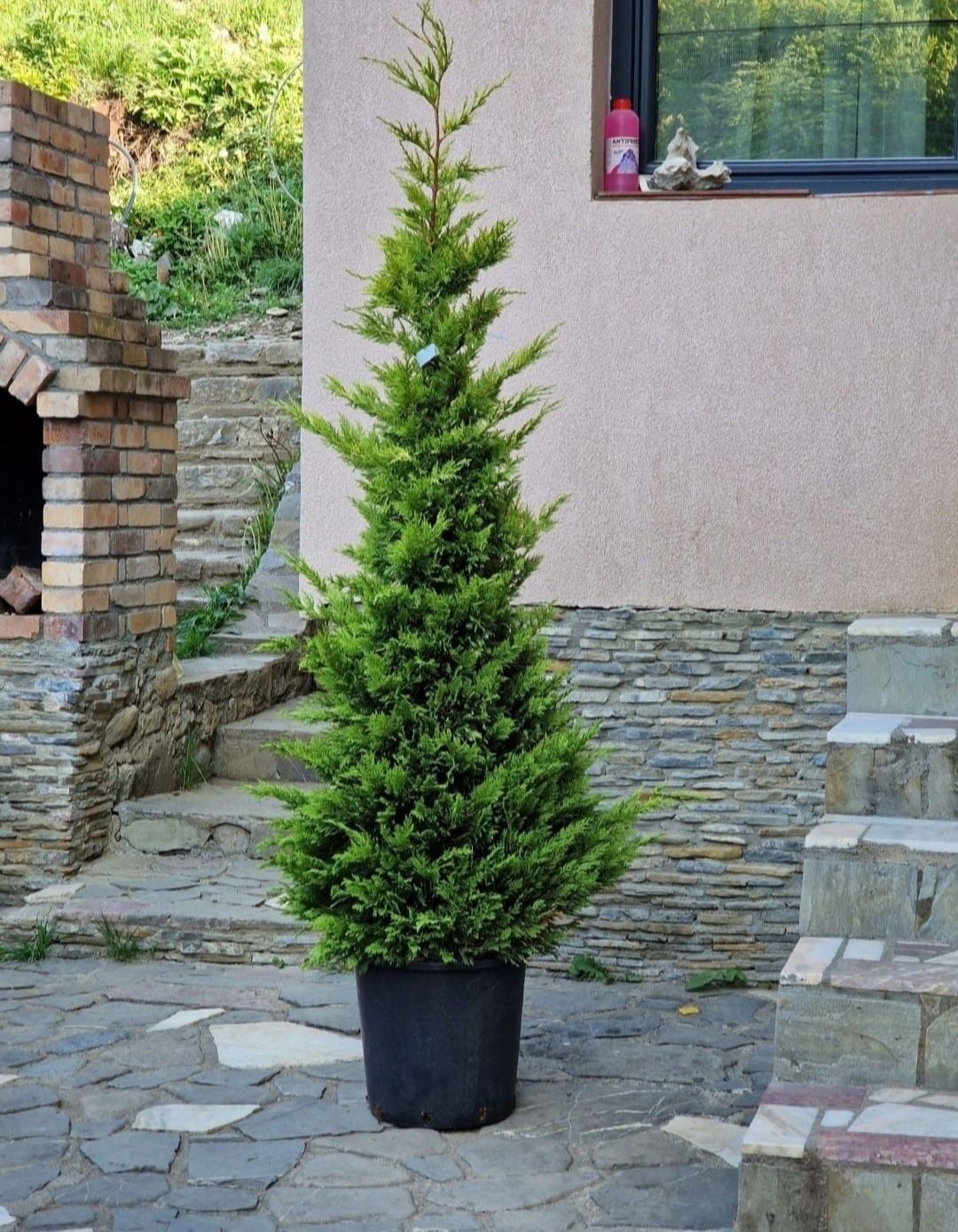 Vindem plante ornamentale