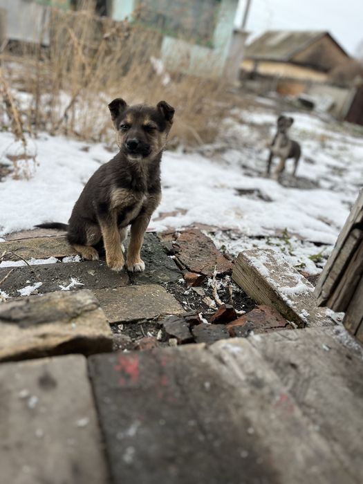 Отдам щенков в добрые руки