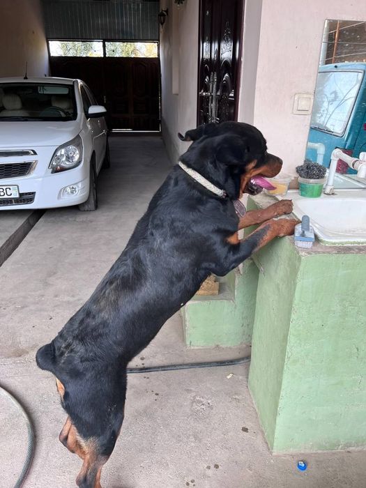 Ратвейлер продам умные даёт лапу ему год