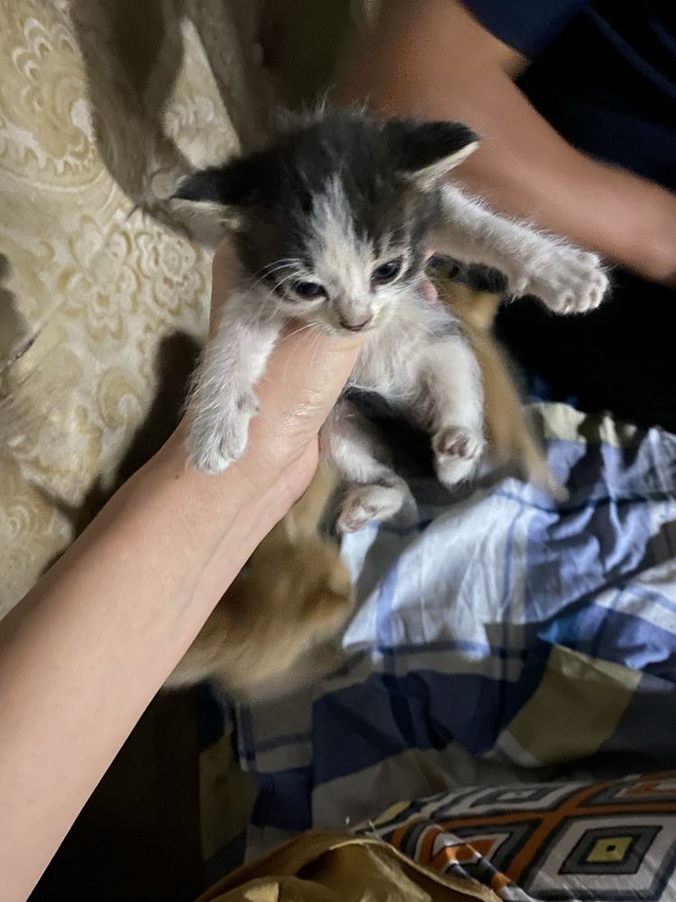 Отдам котёнка даром