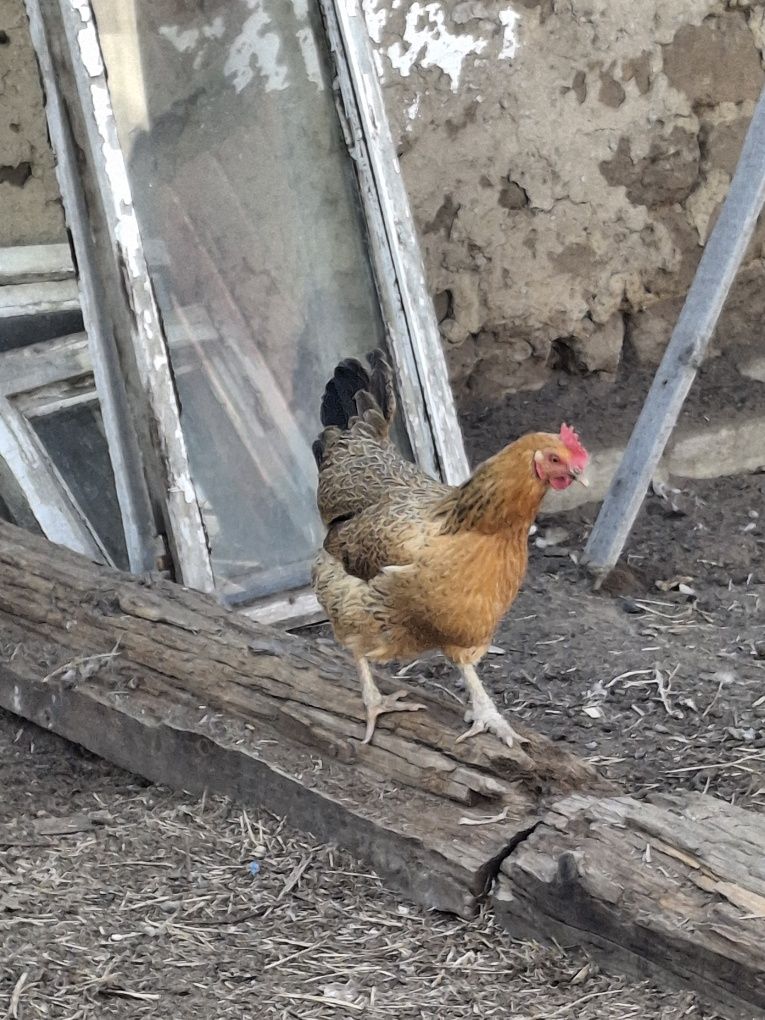 Куриные яйца на инкубацию