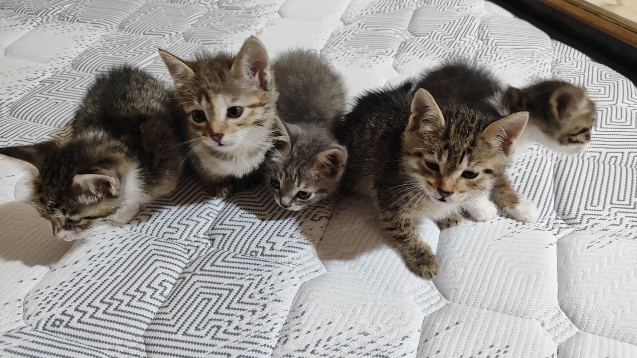 Котята для хорошых рук.