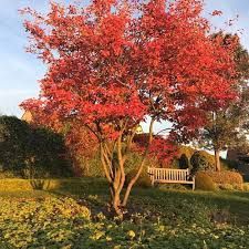 Arborele de stafide amelanchier