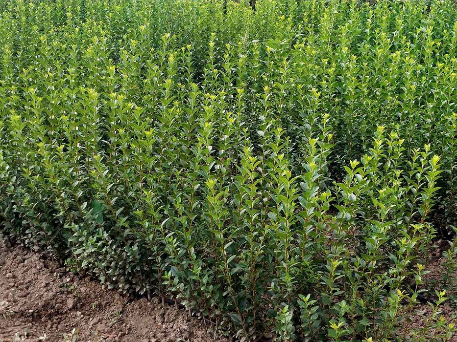 Лигуструм - средна височина: от 40 см до 70 см