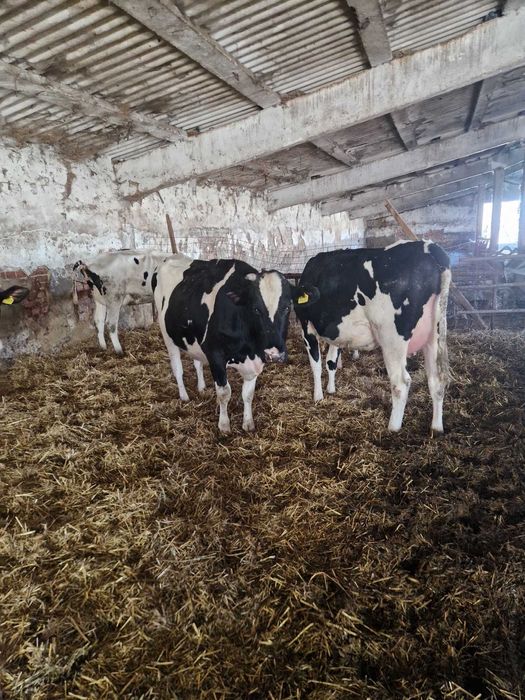 Holstein, cu gestatie avansata- 43cap  si Vaci in lactatie- 9 capete