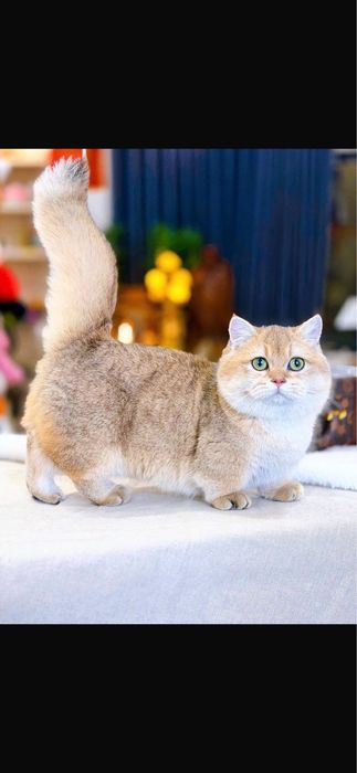 Манчкин Munchkin