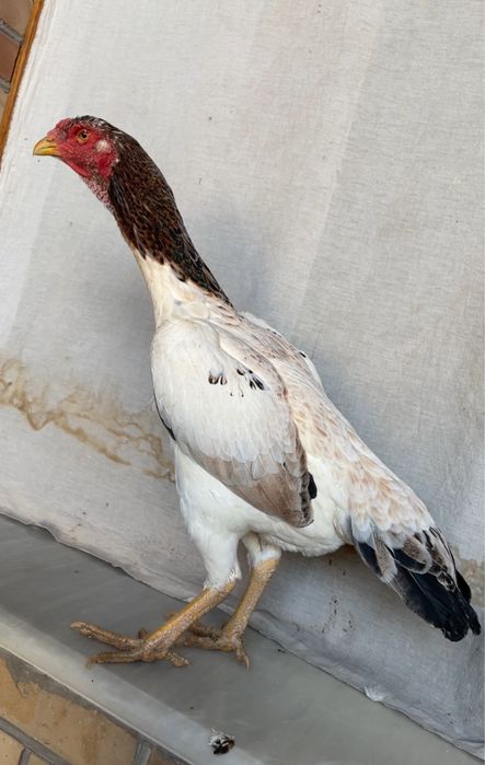 Yapon shamo tulak tovuq tuxumga yaqin