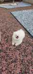 Mascul pomeranian