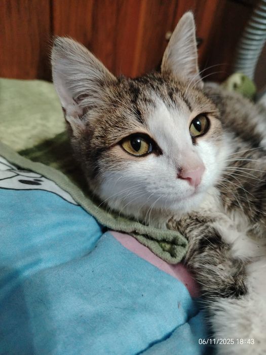 Котенок подросток