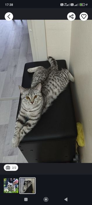 Кошку на передержку отдам