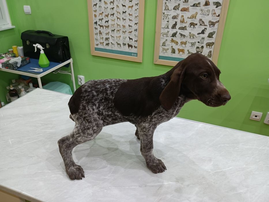 Продавам  кученца