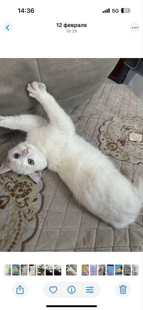 Продам красивых котят им всего пару месяцев