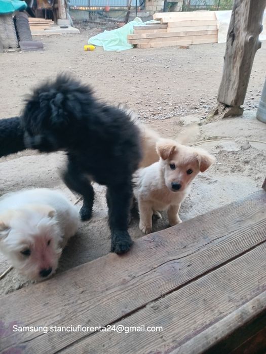 Cățeluși pentru adoptat