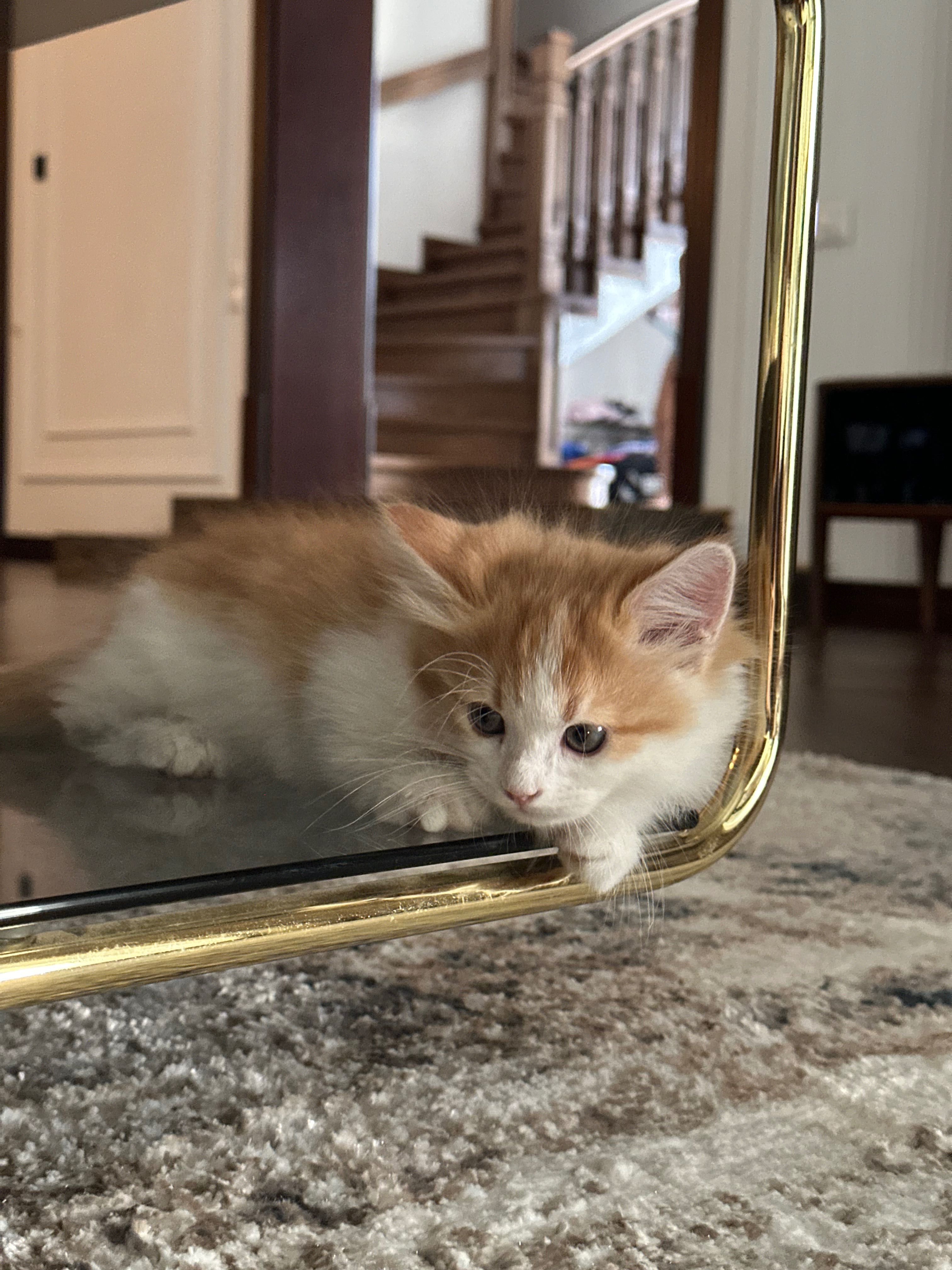 Манчкин (котенок породы манчкин)