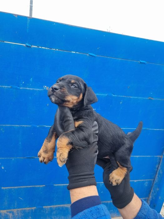 Vand catei jagdterrier
