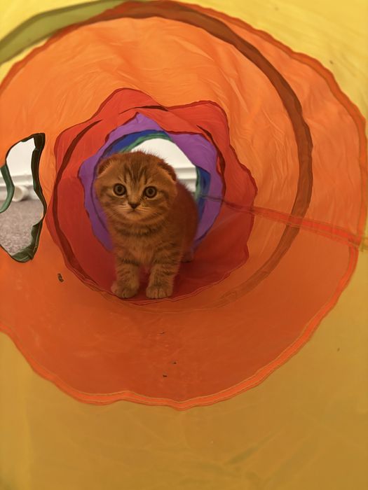 Puiuț pisică scottish fold