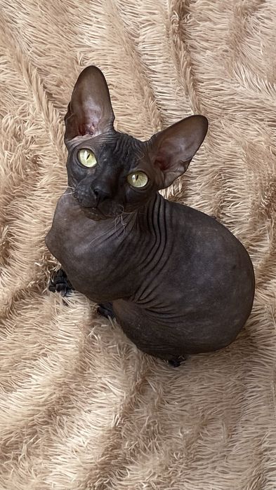 Кошка сфинкс