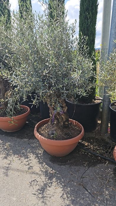Maslini - Palmieri trachycarpus fortunei