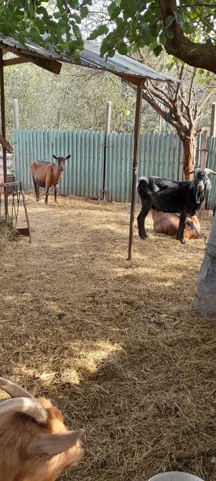 Vând șase capre și un țap