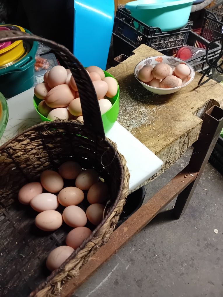 Vînd incubator și  eclozor profesional