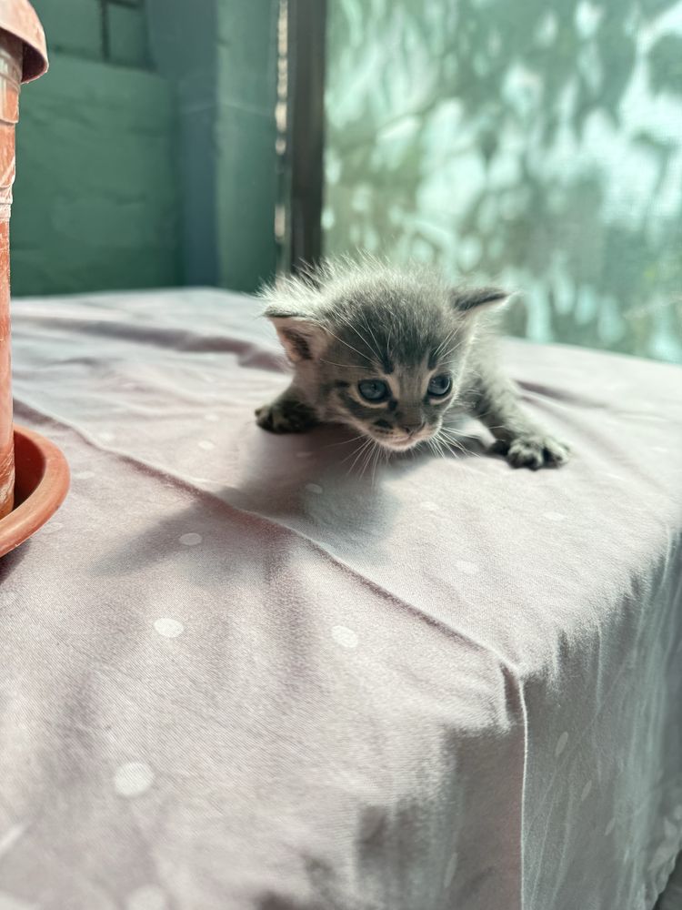 Котята 2мальчика и девочка