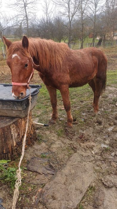 Minz de un an jumate de vânzare