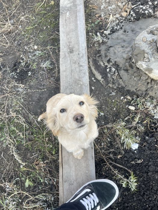 Отдам щенка спаниели девочку
