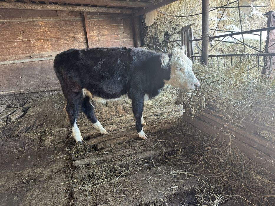 Продаётся годовалая тёлка