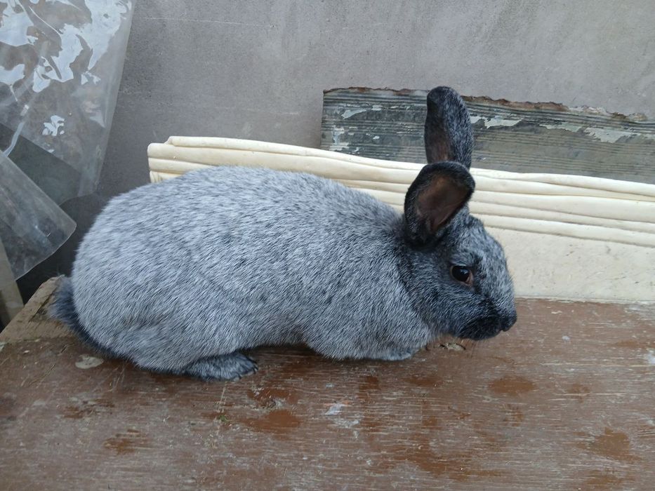 Paltaviskiy serebro erkak sotiladi