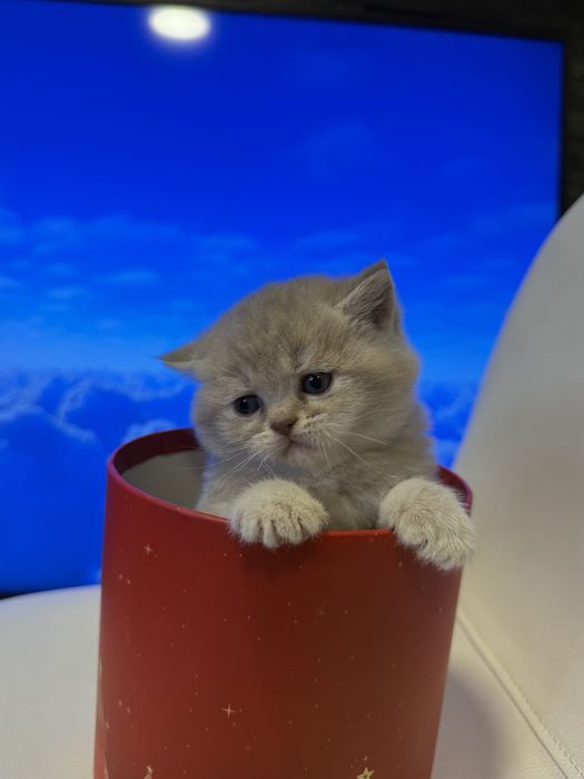 British Shorthair