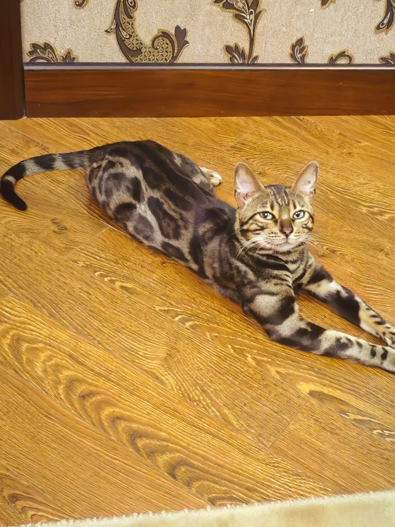Bengal mushuk yoqolgan потерялся бенгальская кот