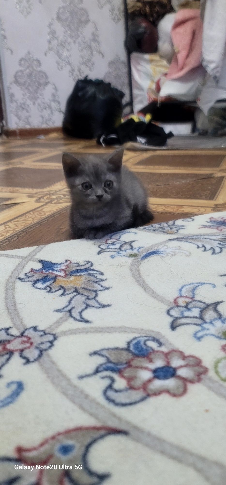 Скотч страйт зотдор мушук