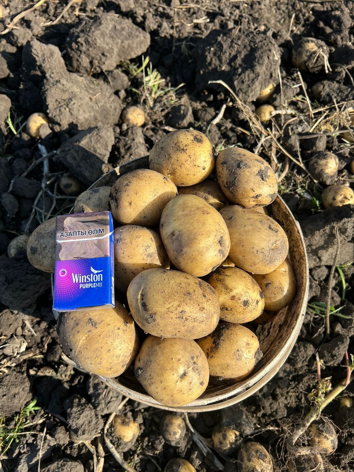 Семена картофеля ГАЛА семенной картофель