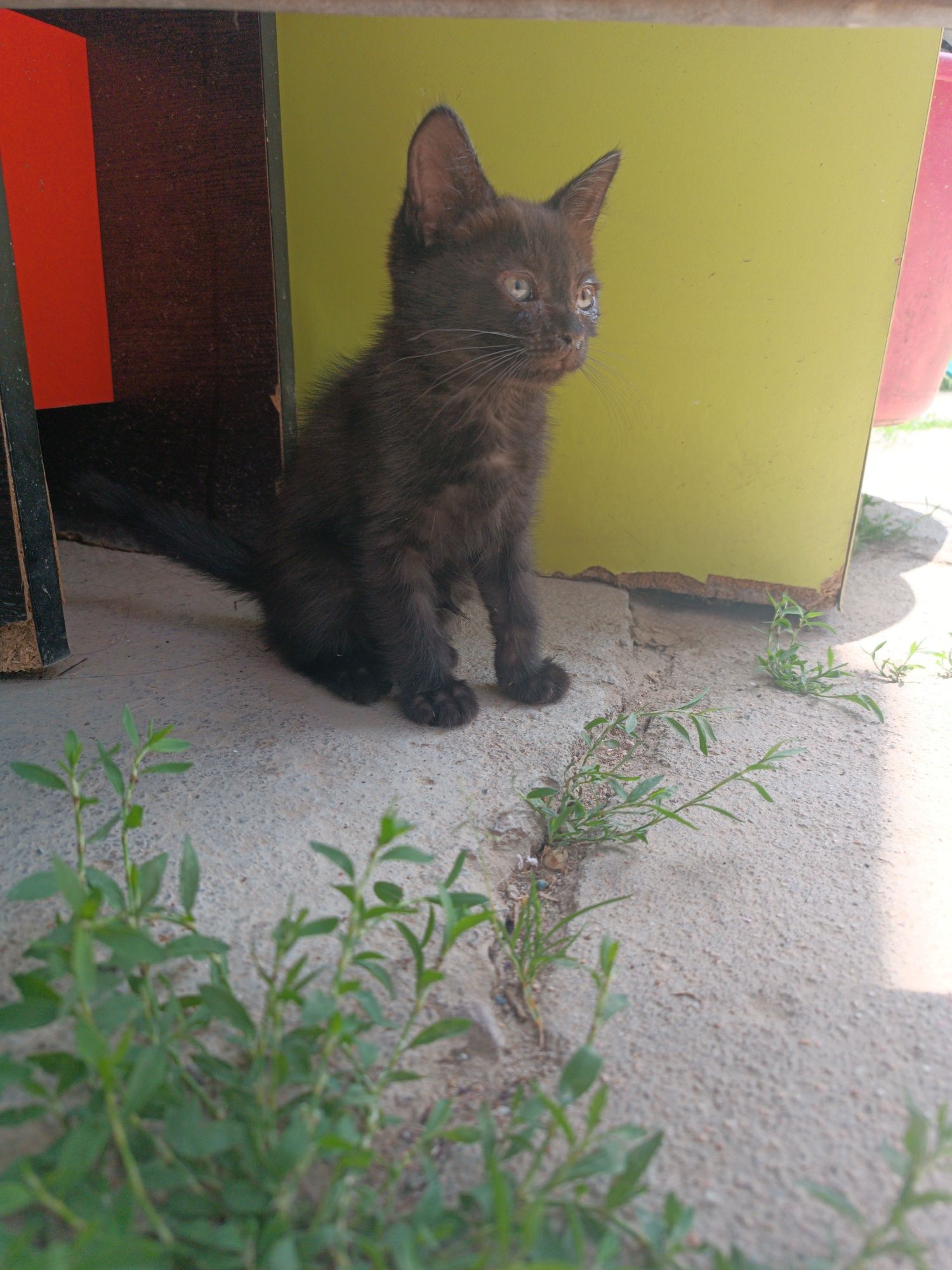 Котенок девочка ей два месяца