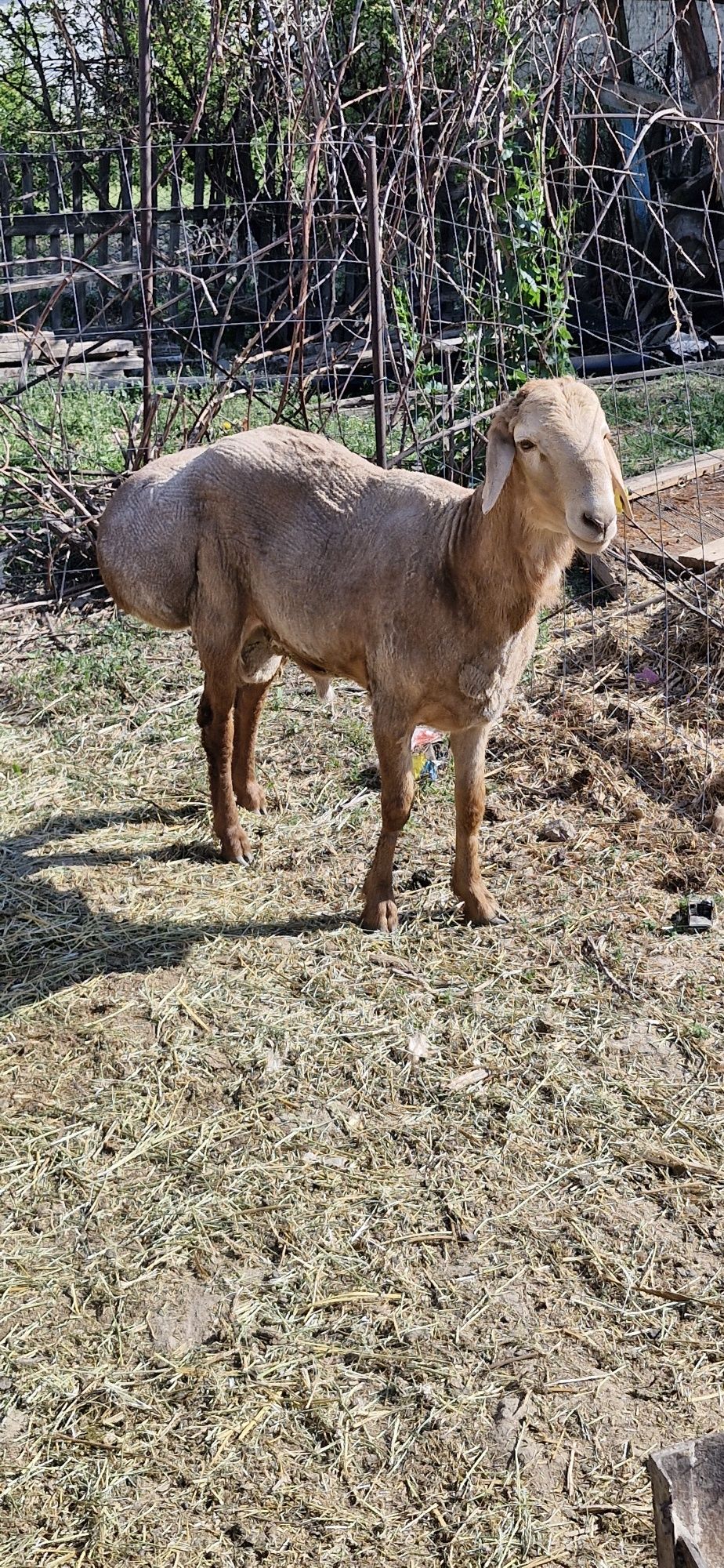 Продаётс кошкар..