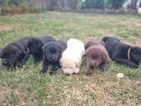 De vanzare puiuti de labrador din parinti cu pedegree