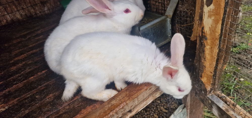 Iepuri Panon Alb tineret 8 săptămâni