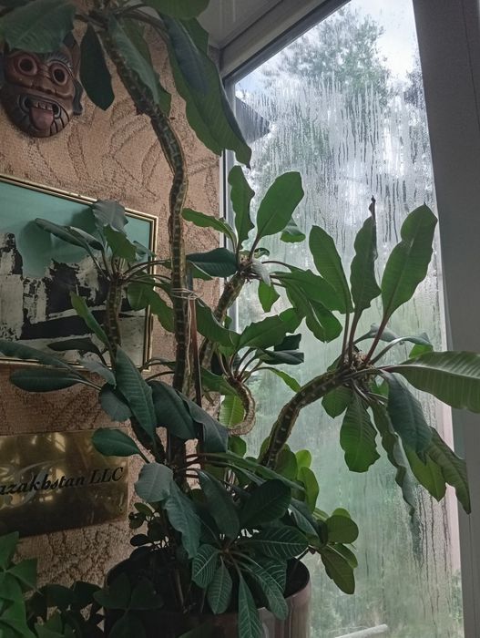 Продам комнатные цветы молочай