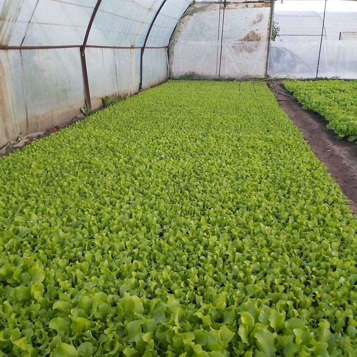 Vând răsad de salată.