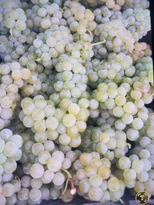 Vând struguri de vin productie 2025