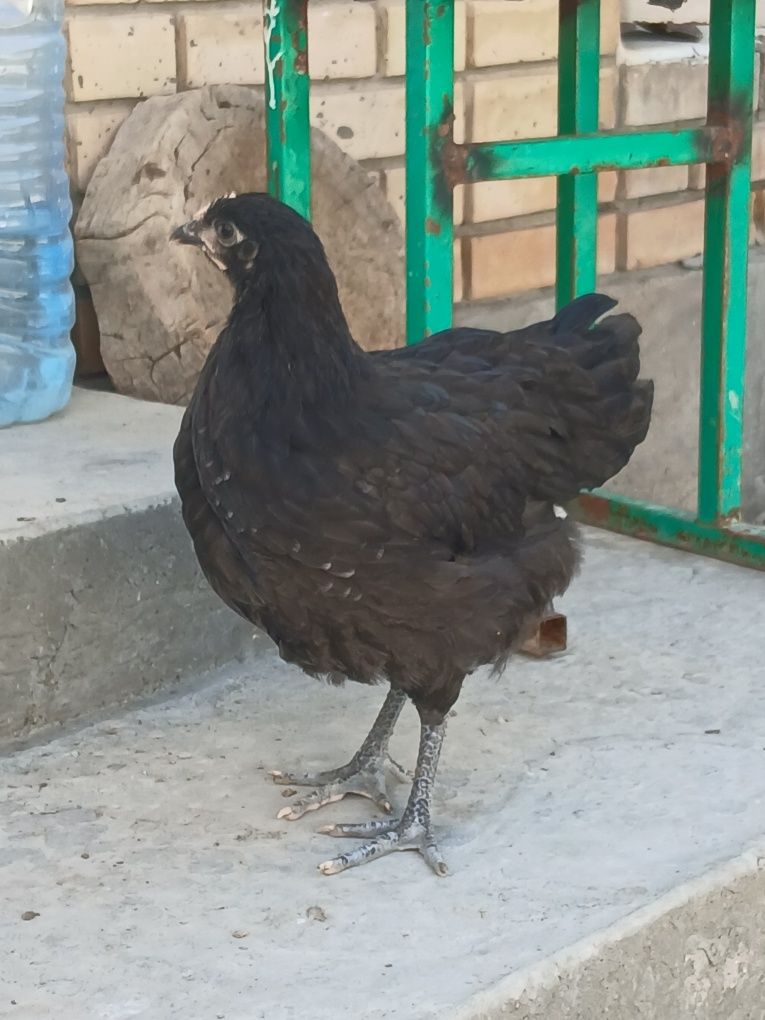 Qora shaxzoda jujalari sotiladi