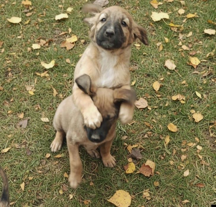 Щенки наполовину тазы