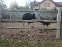 Vând familie de struți