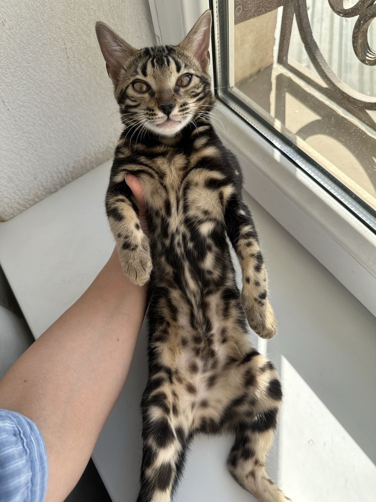 CHARKOAL bengal Sotiladi Redkiy Okras