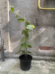vand plante kiwi
